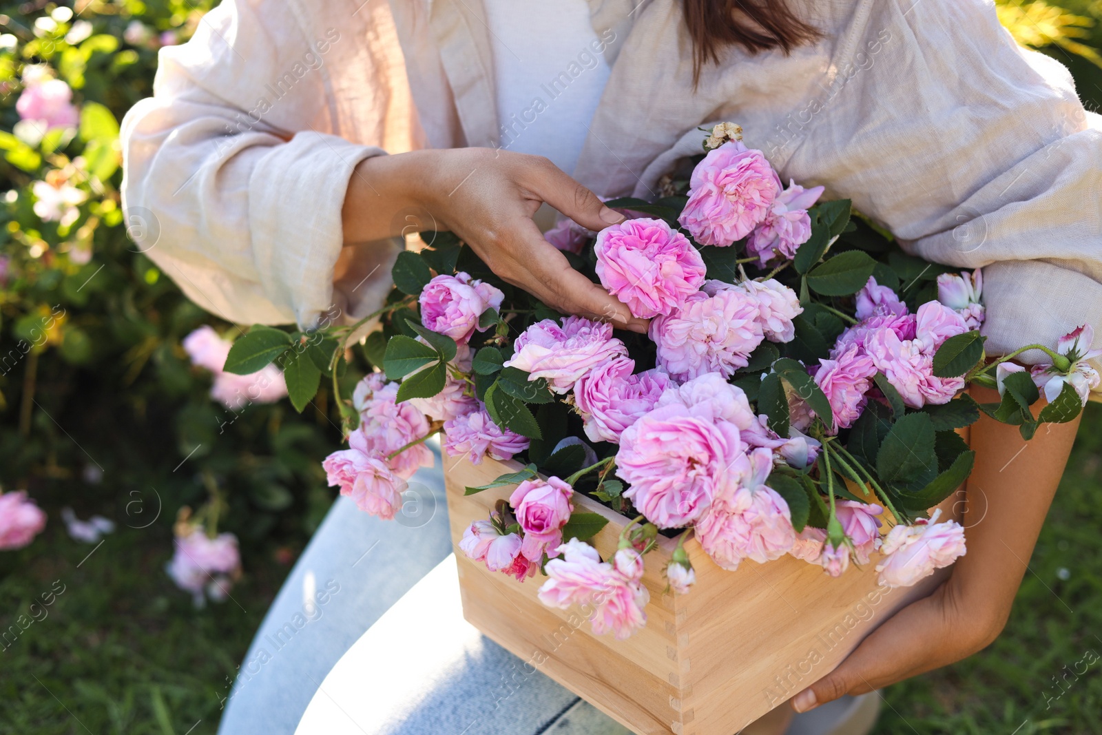 Photo of Woman holding crate with beautiful tea roses in garden, closeup