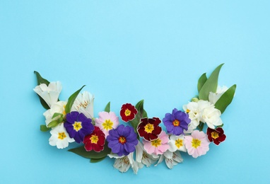 Photo of Primrose Primula Vulgaris flowers on light blue background, top view with space for text. Spring season