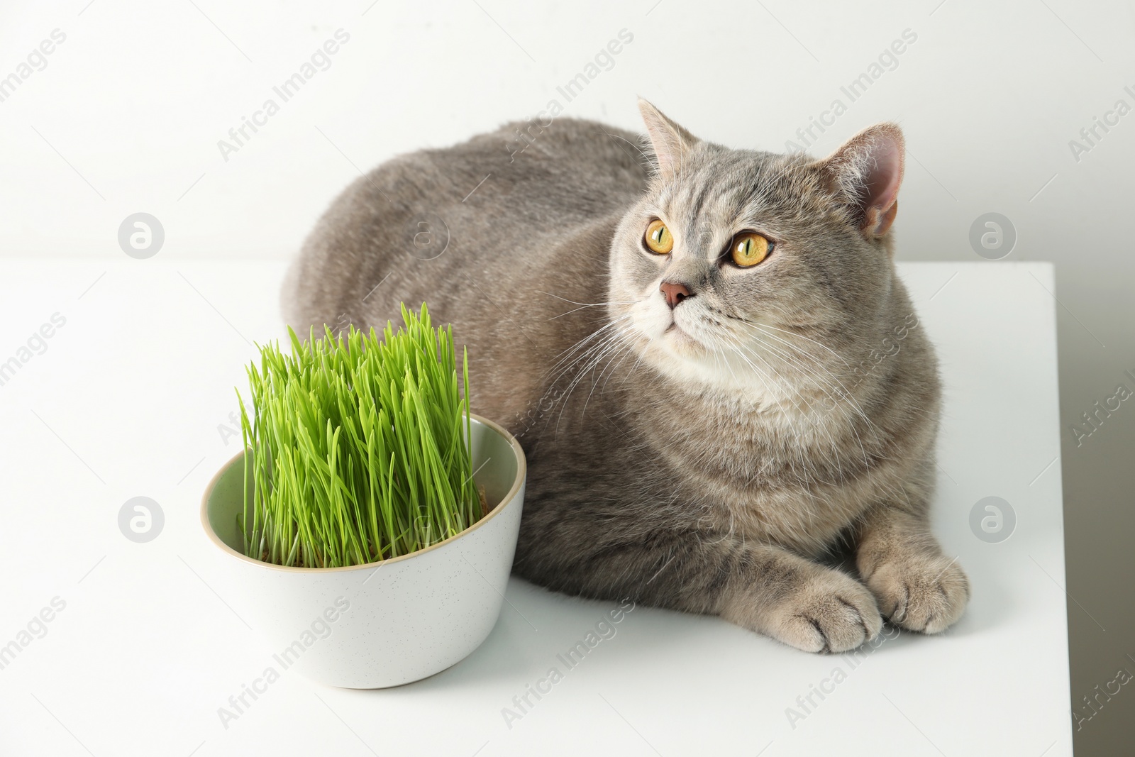 Photo of Cute cat and fresh green grass on white background