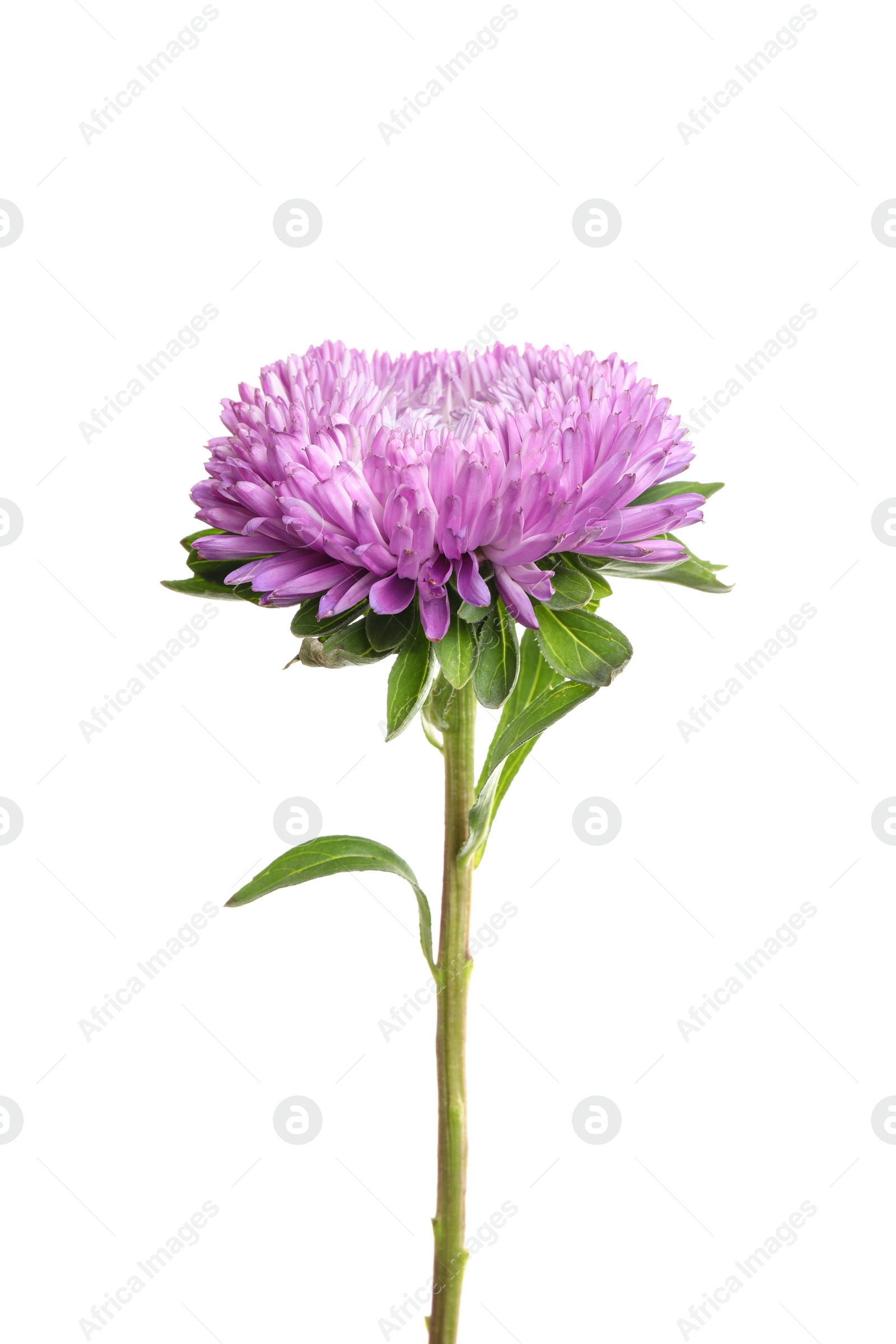 Photo of Beautiful violet aster flower on white background