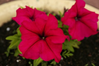 Photo of Potted petunia plant with beautiful bright flowers, closeup