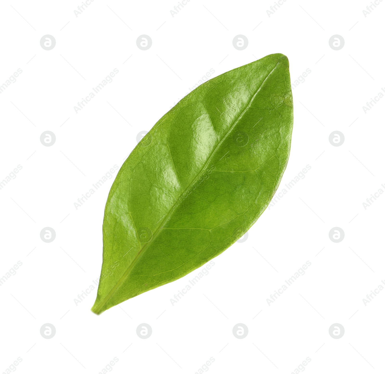 Photo of Fresh green coffee leaf isolated on white