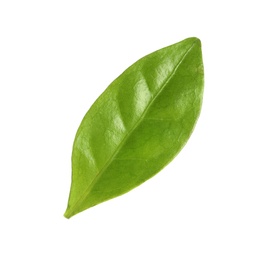 Photo of Fresh green coffee leaf isolated on white