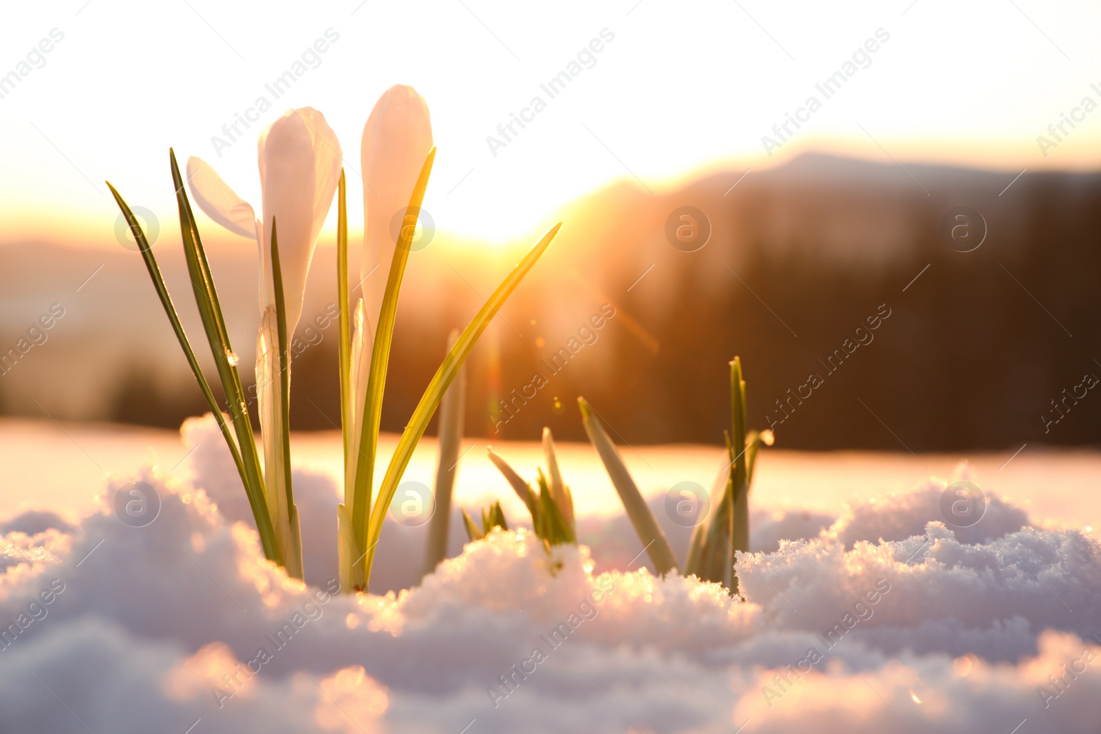 Photo of Beautiful crocuses growing through snow. First spring flowers