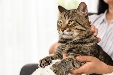 Photo of Owner holding cute tabby cat indoors, closeup. Friendly pet