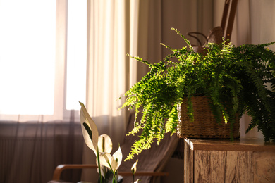 Photo of Beautiful potted plants near window indoors. Interior design idea