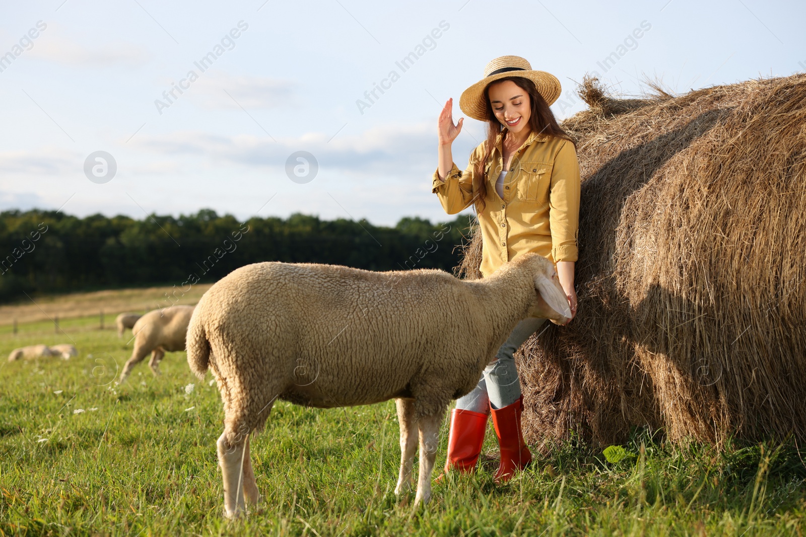 Photo of Smiling woman feeding sheep near hay bale on animal farm. Space for text