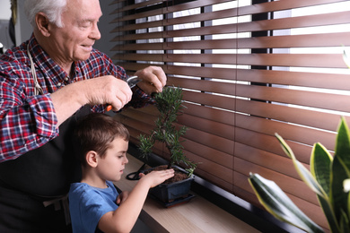 Photo of Senior man with little grandson taking care of Japanese bonsai plant near window indoors. Creating zen atmosphere at home