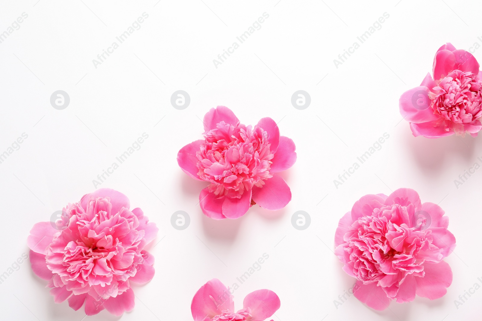 Photo of Beautiful peony flowers on white background, top view