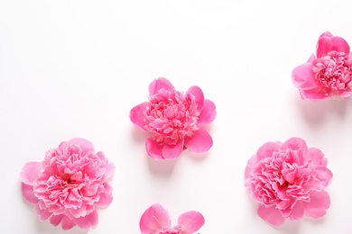 Photo of Beautiful peony flowers on white background, top view