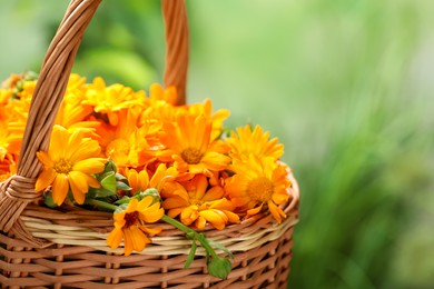 Photo of Beautiful fresh calendula flowers in wicker basket against blurred green background, closeup. Space for text