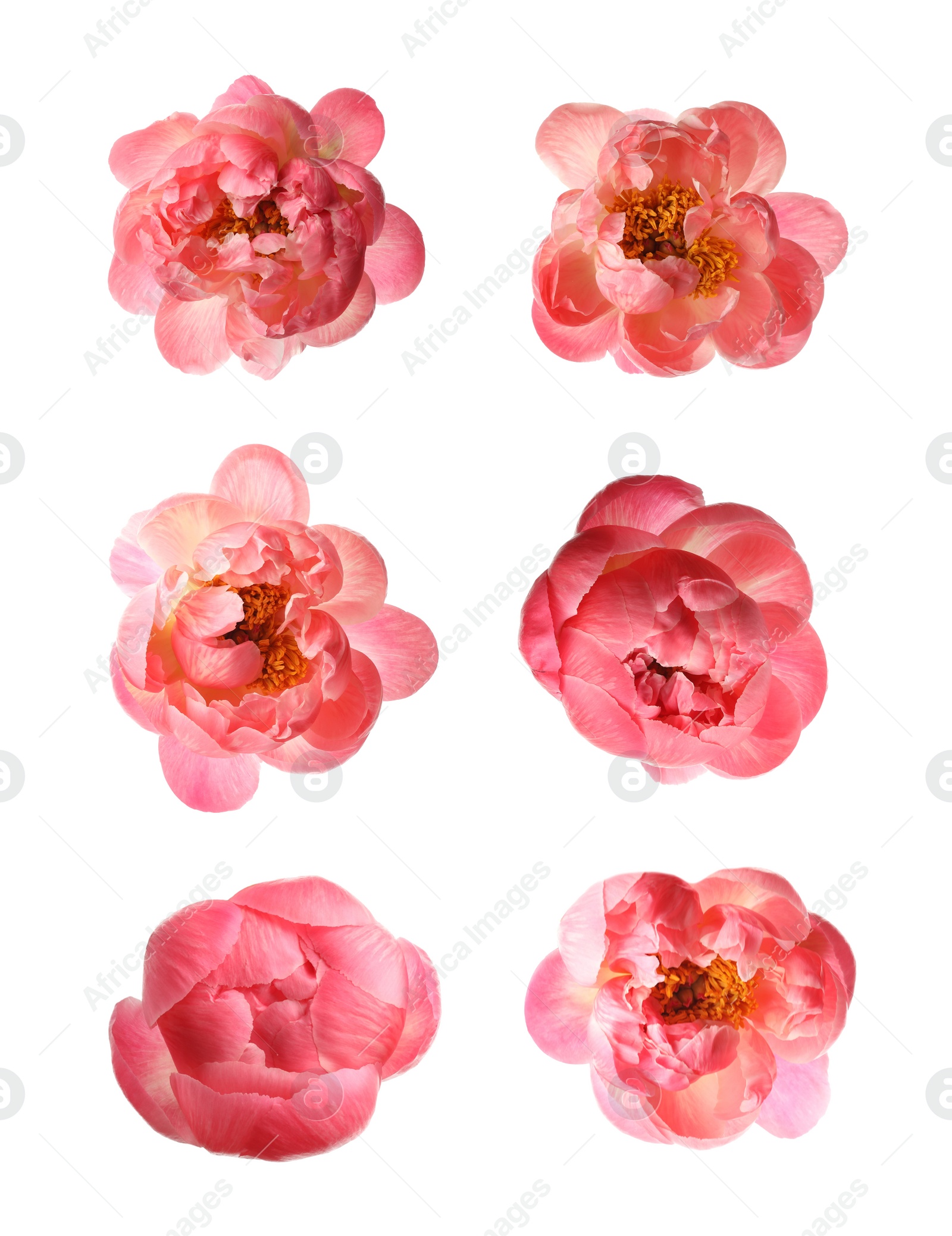 Image of Set of beautiful coral peony flowers on white background 