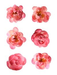 Image of Set of beautiful coral peony flowers on white background 