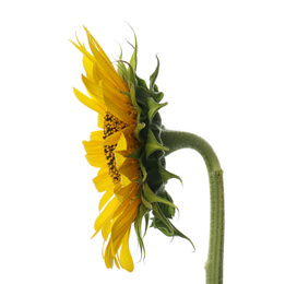 Beautiful bright blooming sunflower isolated on white