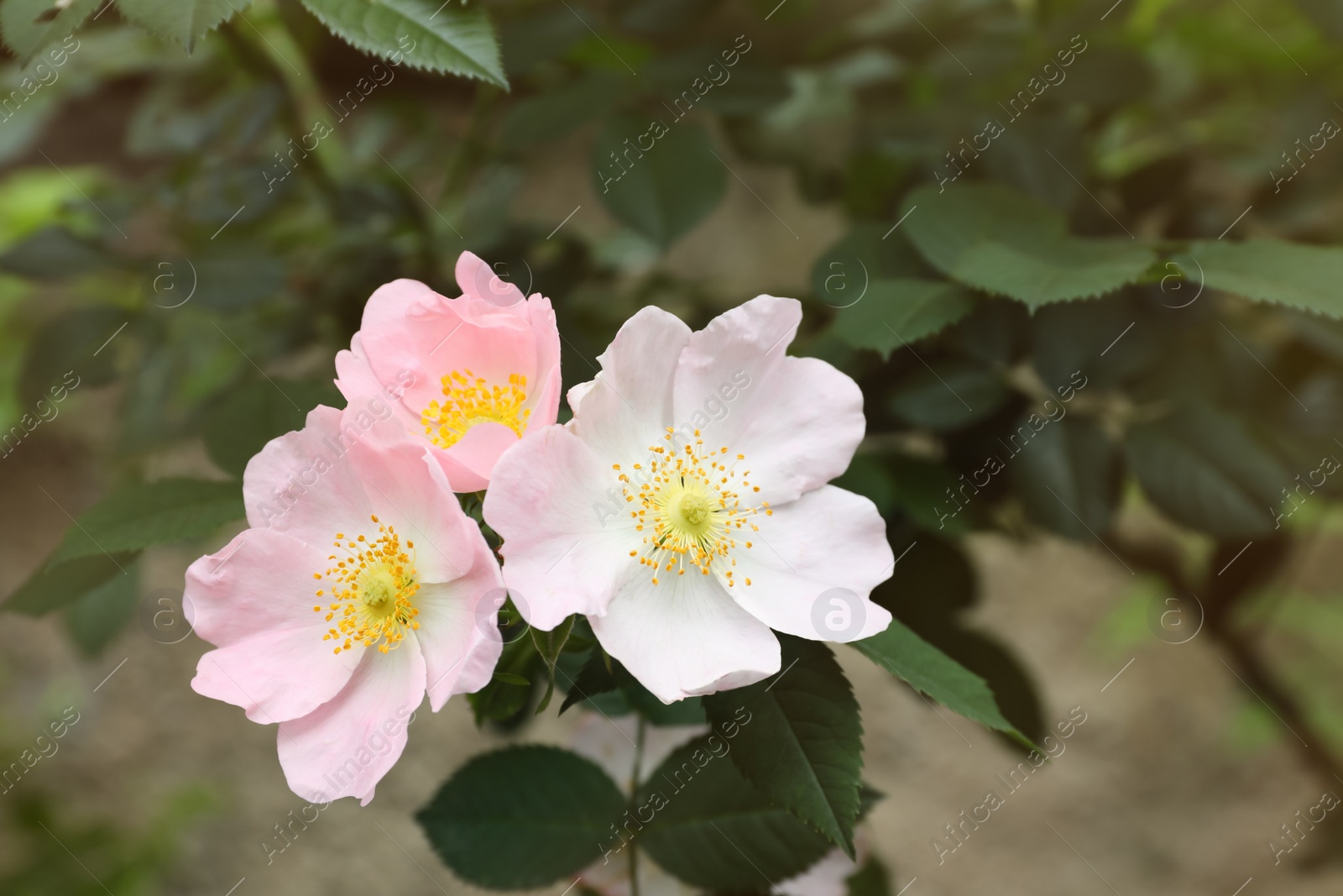 Photo of Briar rose bush with beautiful flowers outdoors