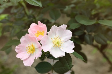 Photo of Briar rose bush with beautiful flowers outdoors
