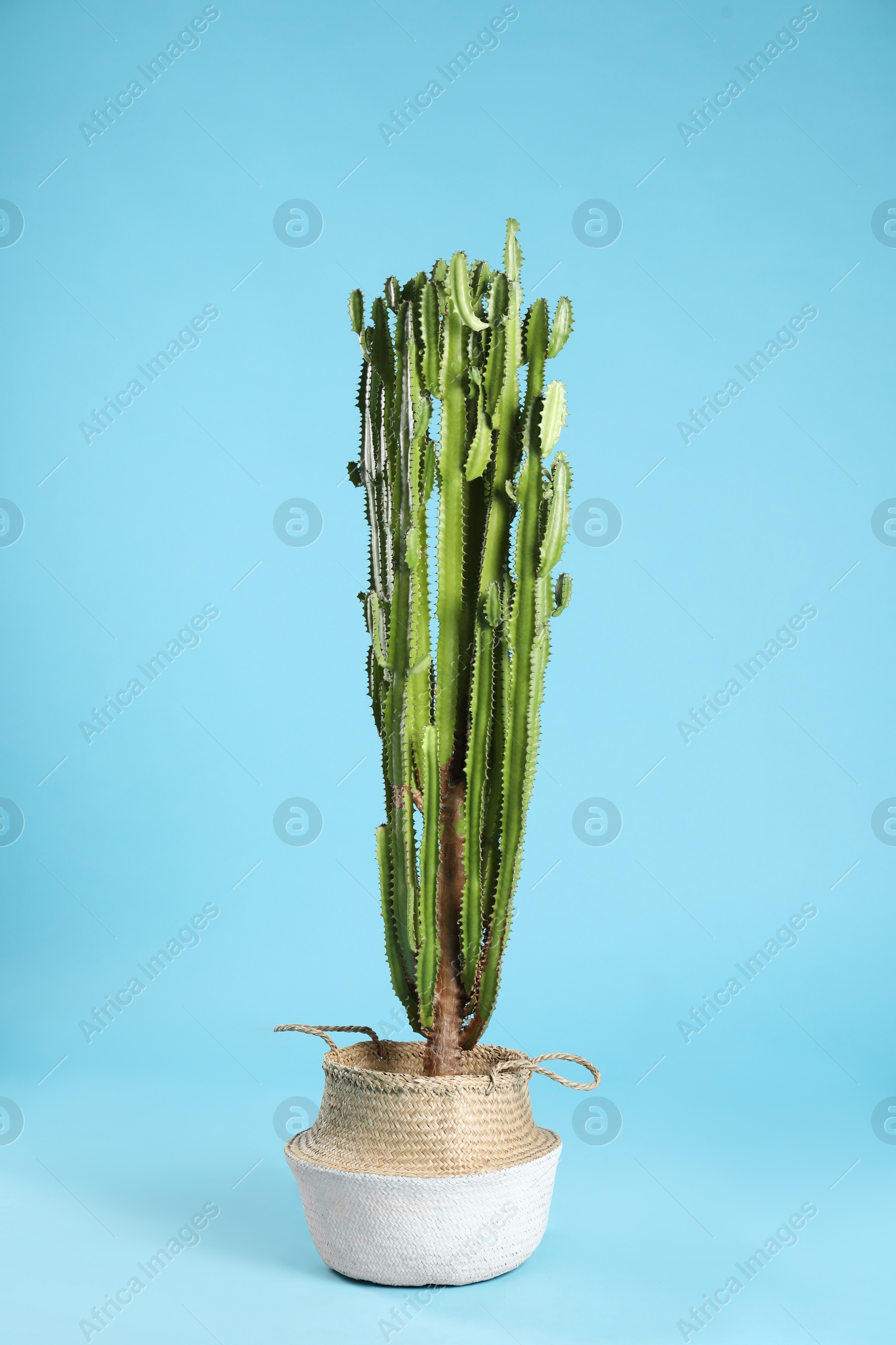 Photo of Beautiful cactus on light blue background. Tropical plant