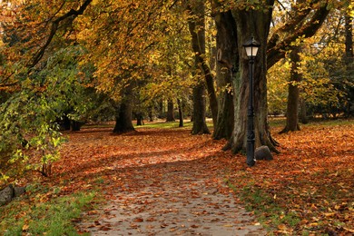 Beautiful park with yellowed trees and fallen leaves