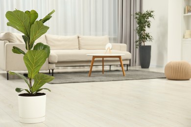 Photo of Fiddle Fig or Ficus Lyrata plant with green leaves at home. Space for text