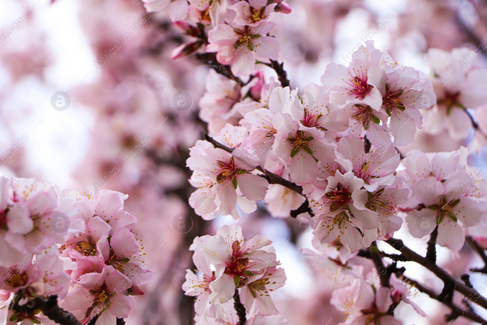 Photo of Delicate spring pink cherry blossoms on tree outdoors, closeup