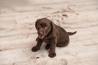 Photo of Chocolate Labrador Retriever puppy and dirt on floor indoors