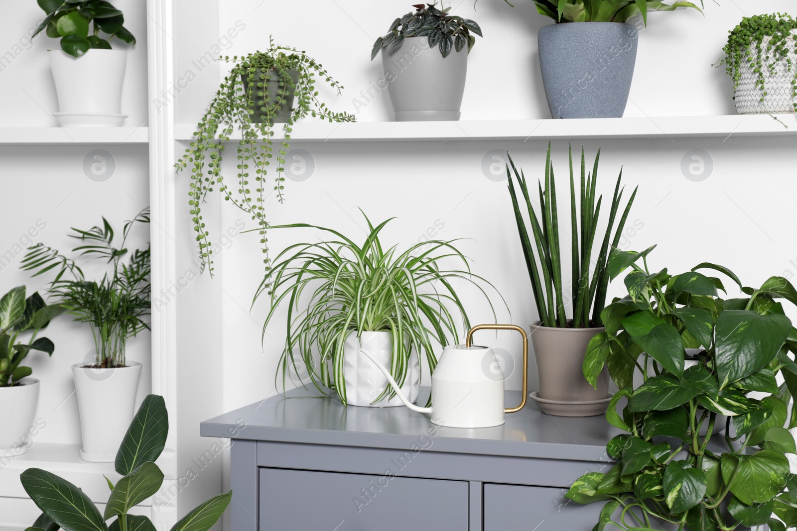 Photo of Green houseplants in pots and watering can near white wall