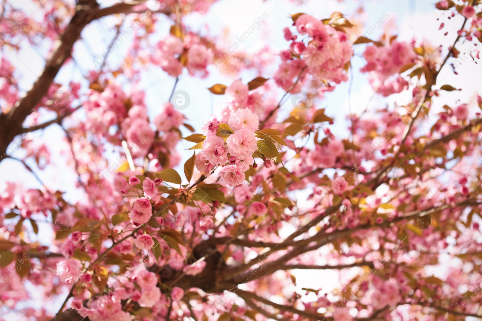 Photo of Delicate spring pink cherry blossoms on tree outdoors