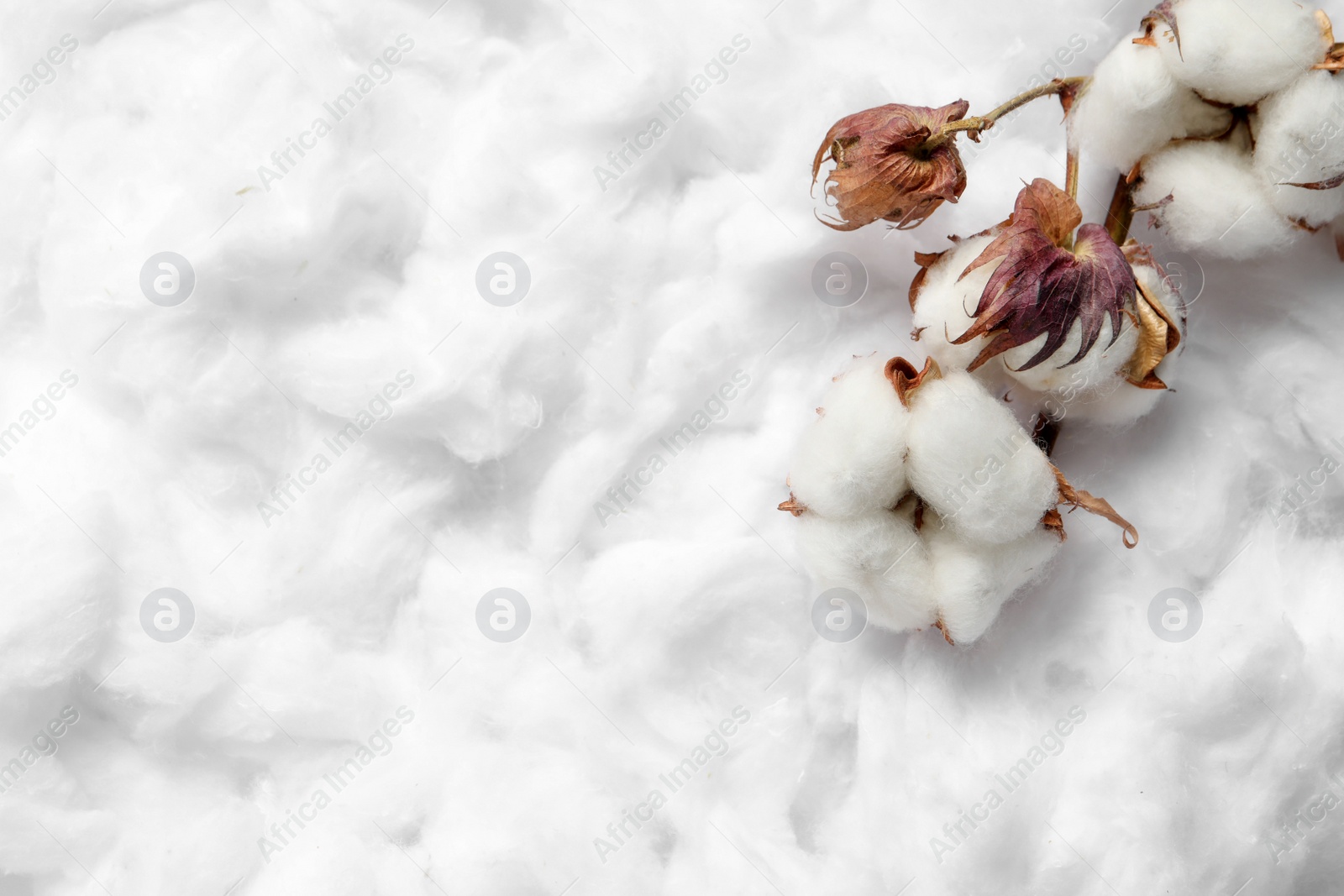 Photo of Dry cotton branch with flowers on white fluffy background, top view. Space for text