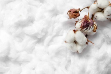 Photo of Dry cotton branch with flowers on white fluffy background, top view. Space for text