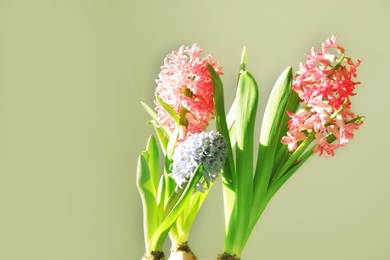 Photo of Sunlit blooming hyacinth at home, space for text. Spring flower