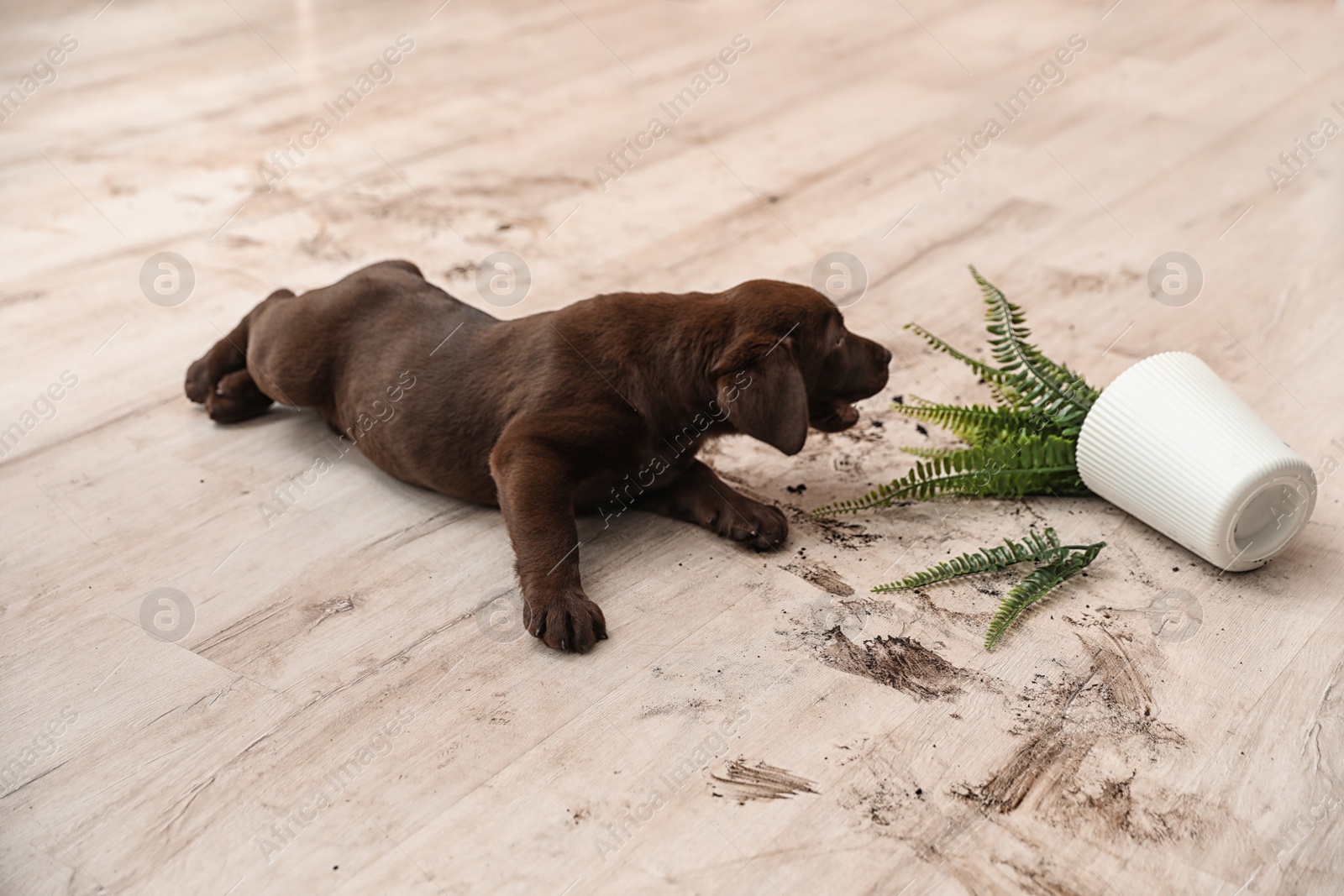 Photo of Chocolate Labrador Retriever puppy with overturned houseplant at home