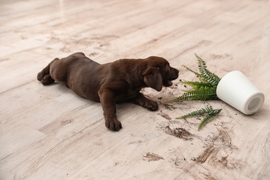 Chocolate Labrador Retriever puppy with overturned houseplant at home