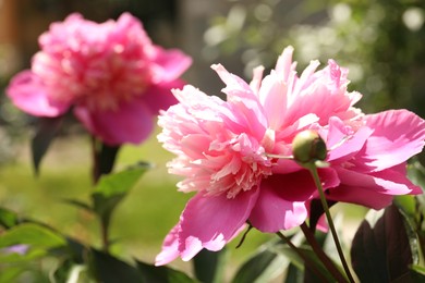 Closeup view of blooming pink peony bush outdoors