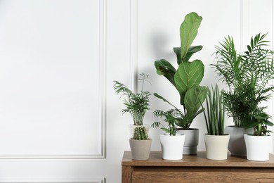 Photo of Many different houseplants in pots on wooden table near white wall, space for text