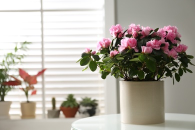 Photo of Beautiful Azalea flower in plant pot on white table indoors, space for text. House decor