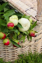 Many beautiful peony buds in basket on green grass outdoors, closeup