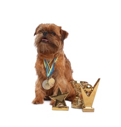 Photo of Cute Brussels Griffon dog with champion trophies and medals on white background