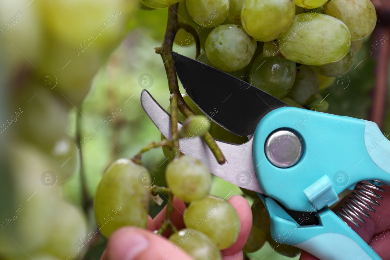 Photo of Farmer with secateurs picking ripe grapes in garden, closeup