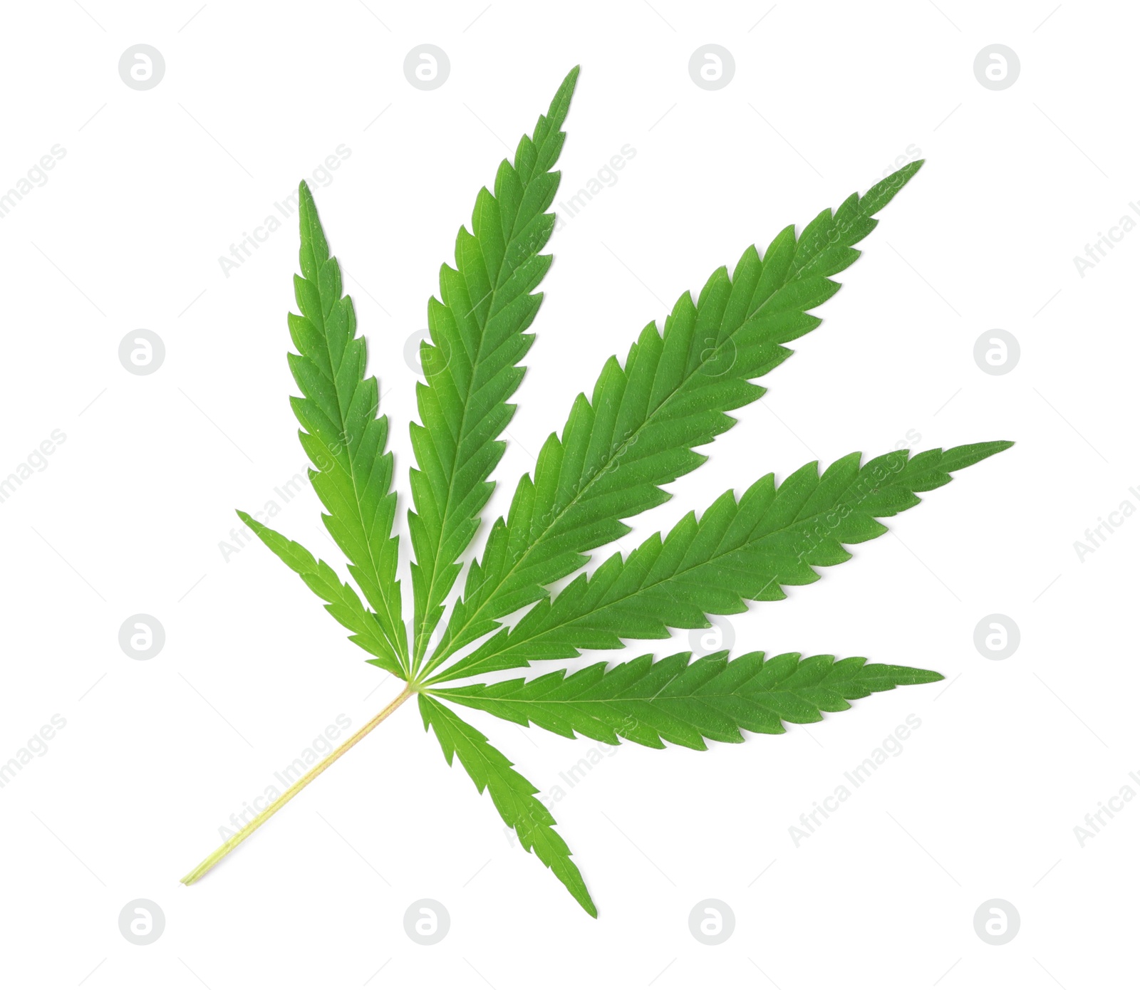 Photo of Fresh green hemp leaf on white background, top view