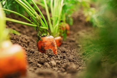 Photo of Ripe carrots growing in soil, closeup. Organic farming