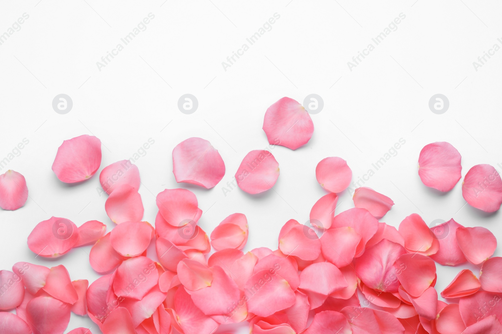 Photo of Beautiful pink rose flower petals on white background, top view