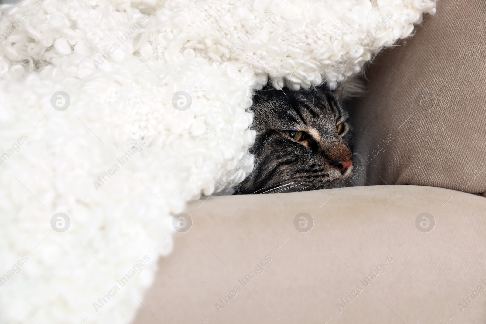 Photo of Cute cat with blanket on sofa at home. Warm and cozy winter