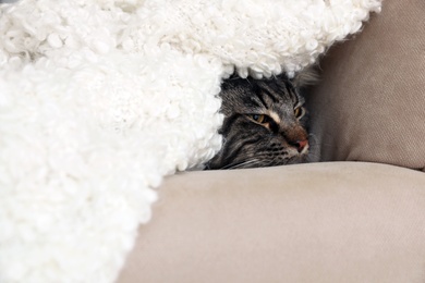 Cute cat with blanket on sofa at home. Warm and cozy winter