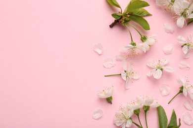 Beautiful spring tree blossoms and petals on pink background, flat lay. Space for text