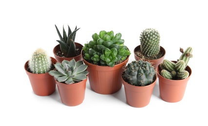 Photo of Different succulent plants in pots isolated on white. Home decor