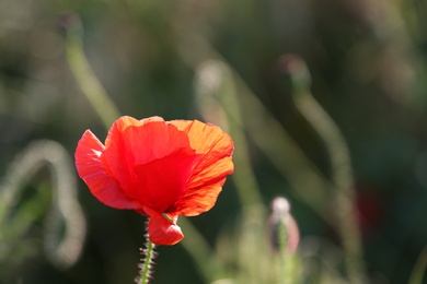 Photo of Beautiful blooming red poppy flower in field, closeup. Space for text
