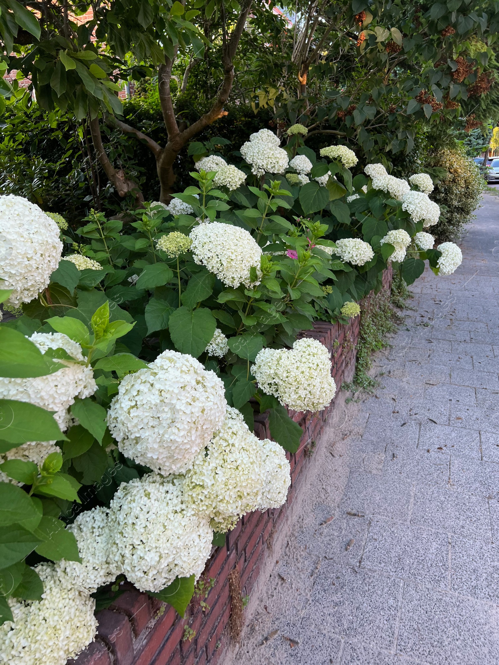 Photo of Hortensia plant with beautiful flowers growing outdoors