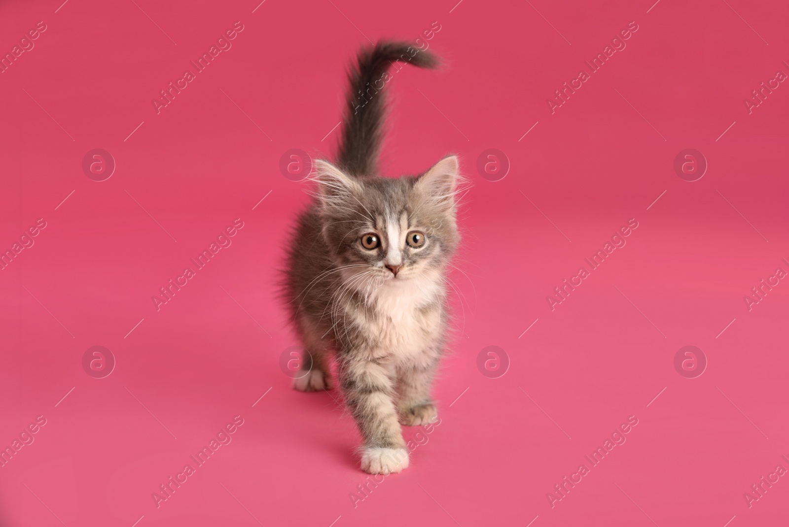 Photo of Cute fluffy kitten on pink background. Baby animal