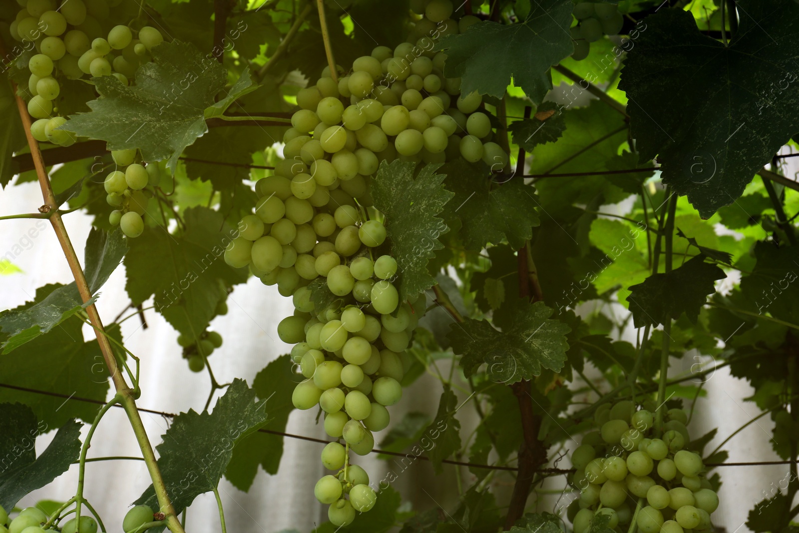 Photo of Ripe juicy grapes on branch growing in vineyard