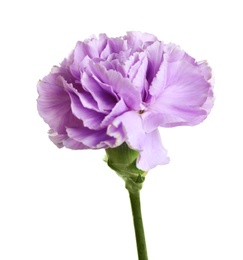 Photo of Beautiful blooming violet carnation on white background